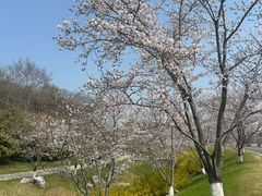 -羊山湖公园