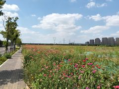 -皇粮浜湿地公园