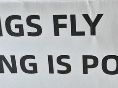 -WHEN PIGS FLY当猪飞