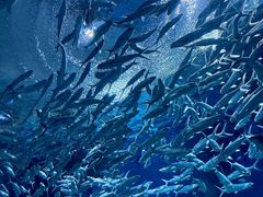 -海合安武汉极地海洋公园