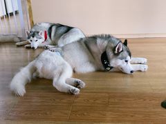 -Husky Go! 哈士奇体验馆·宠物咖啡厅狗咖