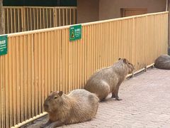 -上海野生动物园