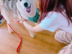 -Husky Go! 哈士奇体验馆·宠物咖啡厅狗咖