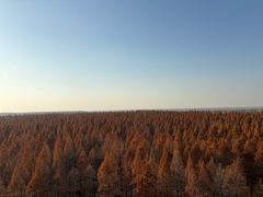 -黄海国家森林公园