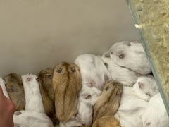 -青石桥花鸟鱼虫市场(叠翠城店)