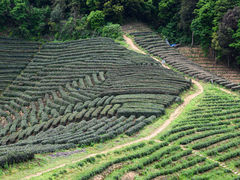 -龙坞茶村