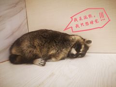 -浣熊柯尔鸭土拨鼠·电玩咖