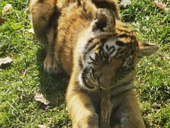 -横道河子东北虎林园