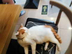 -平行世界·猫咖(首经贸店)