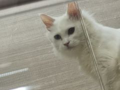 -飞行喵MR PILOT|猫舍·猫咖(静安大融城店)