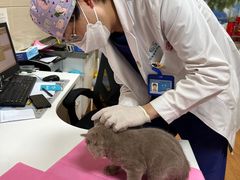 -北京观赏动物医院·24小时大型综合·猫专科·异宠专科