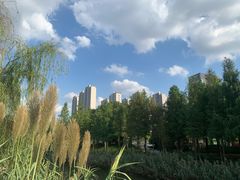 -南翔镇银翔湖公园