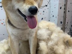 -读宠于你·约克夏比熊·睫角守宫·爬宠售卖(高新店)