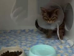 -北京观赏动物医院·24小时大型综合·猫专科·异宠专科