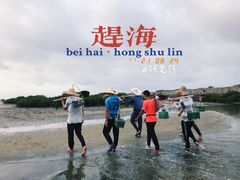-红树林天天赶海