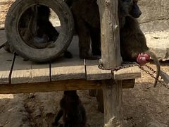 -大连森林动物园