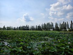 -洪湖生态旅游区