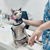 云谷宠物🏥｜上海超高性价比的专业宠物医院