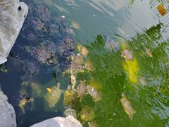 -龙华素斋(龙华路店)