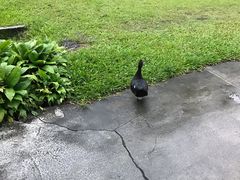 -瑞穗牧场