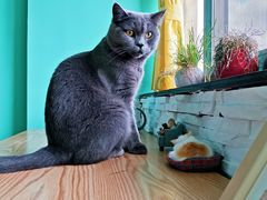 -猫在这儿猫咪咖啡馆·撸猫馆