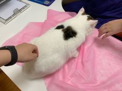 -北京观赏动物医院·24小时大型综合·猫专科·异宠专科