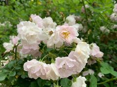 -昆山城市生态森林公园