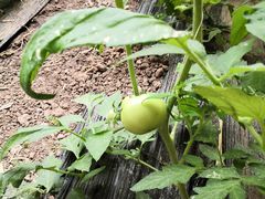 -万源龙顺度假庄园生态观光园