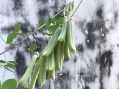 -广州神农草堂中医药博物馆