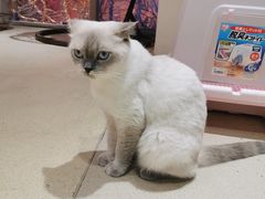 -藏猫猫咖啡主题馆(中央大道店)