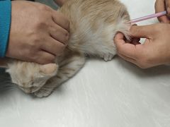 -中农国际动物医院24小时·猫科·骨科·急重症中心