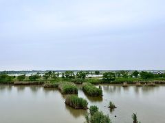 -盐城丹顶鹤湿地生态旅游区