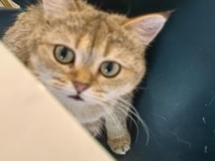 -飞行喵MR PILOT|猫舍·猫咖(静安大融城店)