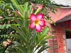 -莫定标娘惹糕点