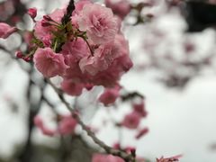 -天适樱花悠乐园