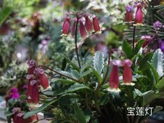 -武汉花鸟市场