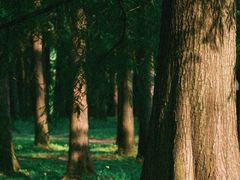 -上海共青森林公园