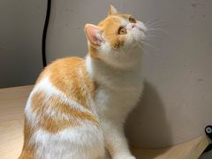 -飞行喵MR PILOT|猫舍·猫咖(静安大融城店)