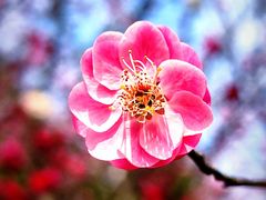 -白塘生态植物园