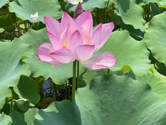 -莲花池公园
