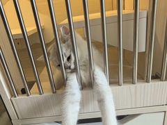 -柚子猫舍·精品猫舍购猫·猫咪认养·购宠·宠物店