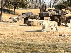 -北京野生动物园