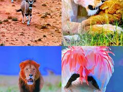 -罗红摄影艺术馆