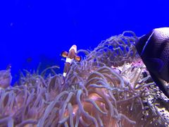 -悉尼海洋生物水族馆