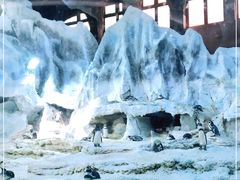 -帝企鹅自助餐厅•儿童岛•真企鹅(长隆企鹅酒店)