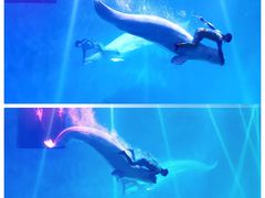 -芜湖新华联大白鲸海洋公园