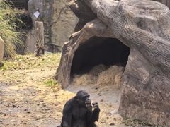 -上海野生动物园老虎餐厅