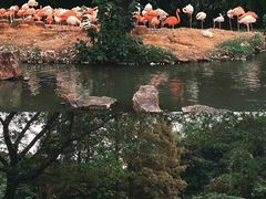 -上海野生动物园