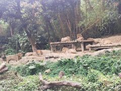 -广州长隆野生动物世界