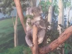 -威勒比开放式动物园